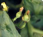 ORGANIC FARMING :: Home