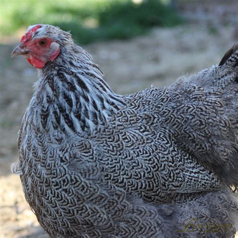 Silver Laced Wyandotte Eggs