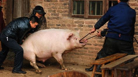 农民老杨杀售自家一头猪，只因没有检测检疫，被罚款10万元__财经头条