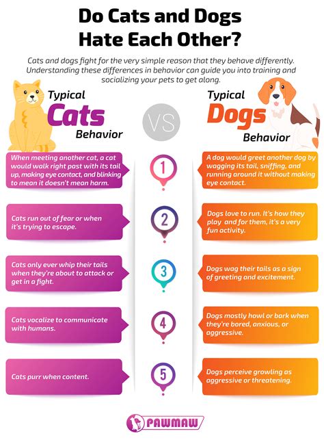 Do Cats And Dogs Hate Each Other? Here Are Some Facts