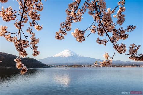 - Mount Fuji with cherry blossom, Fuji Five Lakes, Japan | Royalty Free ...