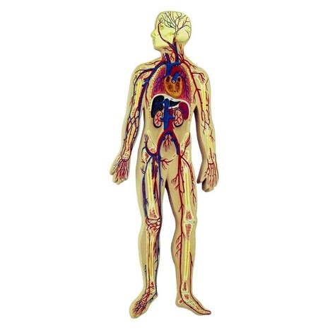 Image result for Circulatory System Model