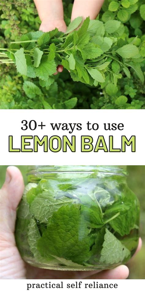 20 uses for lemon balm in the kitchen beyond – Artofit