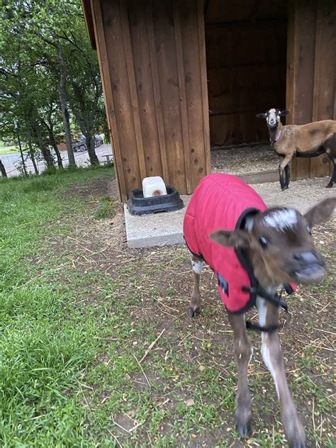 Small Animal Adventure Walk-Thru - Varysburg, NY - Hidden Valley Animal ...