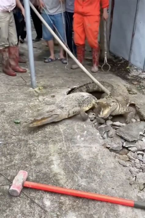 Image result for Crocodile Exploding