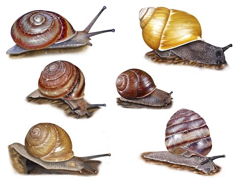 Land snails of the Kimberley - Australian Geographic