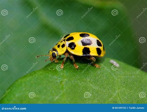Yellow Lady Bug with Black Spots Stock Image - Image of macro, insect ...