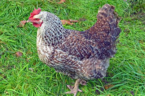 Speckled Sussex Chick