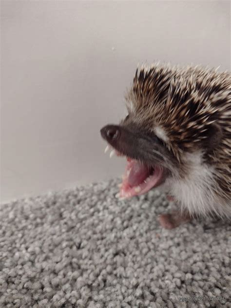 What in the heck : r/Hedgehog