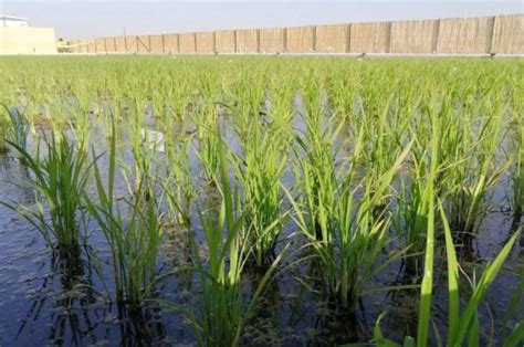 水稻原种、大田用种质量标准是什么？什么是水稻良种繁育的任务？|大田|水稻|原种_新浪新闻