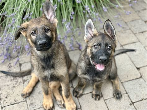 DDR & Czech German Shepherd Puppies | Idaho Breeder