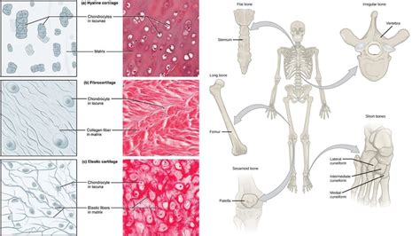 Image result for Coding Strand vs Template Strand