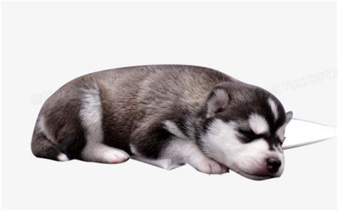 睡觉的宠物小狗高清图片下载-正版图片600890538-摄图网