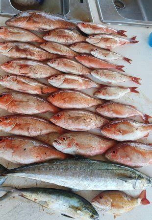 Soulwater Charters (Pensacola) - 2022 What to Know Before You Go (with ...