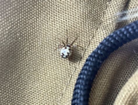 Steatoda triangulosa? : r/whatsthisbug