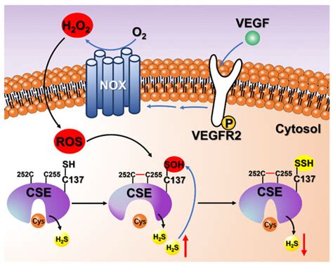 Persulfidation of Human Cystathionine γ-Lyase Inhibits Its Activity: A ...