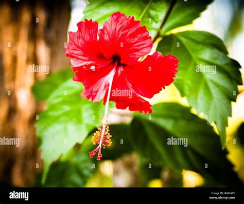 Jamaica National Flower Hibiscus It’s So Beautiful! #lignumvitae