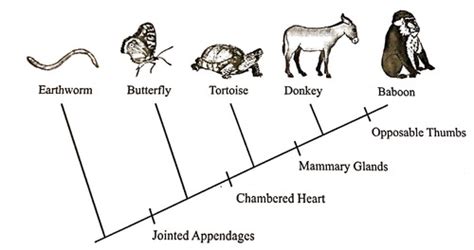 Image result for Simple Cladogram