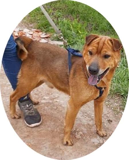 KICSI 45 cm SHAR PEI IN NOT aus dem Tierschutz in Neuss | Tiere ...