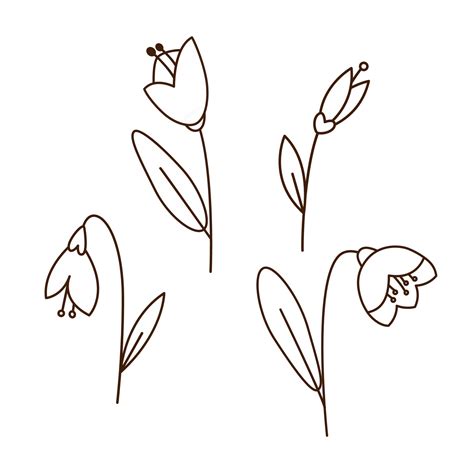 Snowdrop flowers drawing collection. Monochrome doodle outline ...