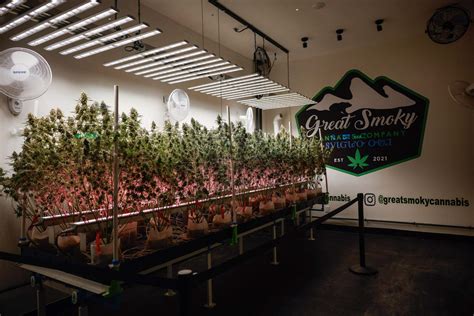 Cherokee marijuana: NC residents can buy at dispensary | Charlotte Observer