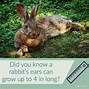 Image result for Cool Facts About Rabbits
