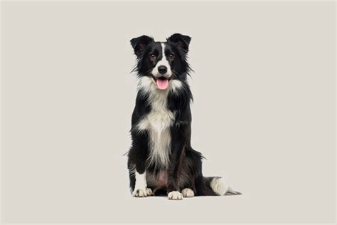 The Top Traits of a Border Collie Show Dog: A Look Behind the Scenes ...