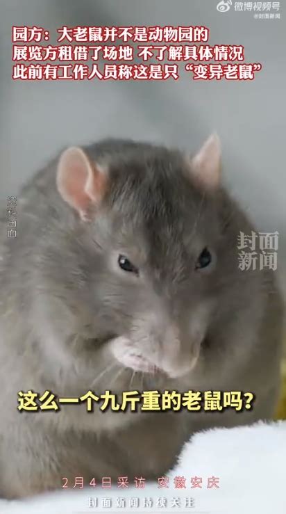 花40元看「九斤重大老鼠」撲空 園方瞎回：正在繁殖｜東森新聞