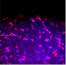 Image result for Molecular Bioengineering