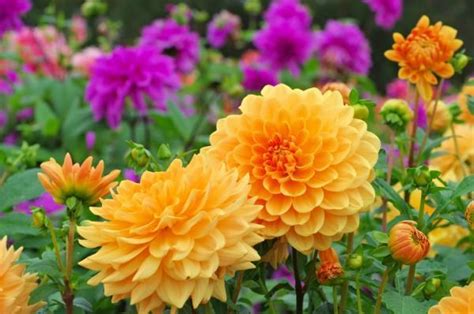 Image result for Spring Flower Types
