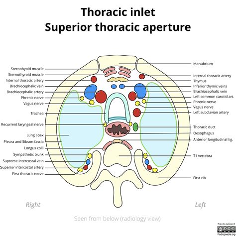 Radiopaedia - Drawing Superior thoracic aperture - English labels ...