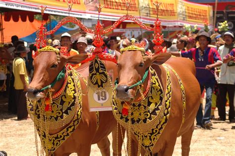 Peternakan Sapi Potong