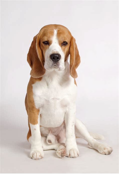 Lemon Beagle – 33 Fantastic Facts from History to Present Day