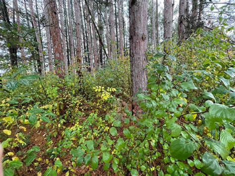 Rogue River Watershed Partners Annual Riparian Buffer Invasive ...