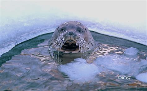 Image result for Bing Wallpaper