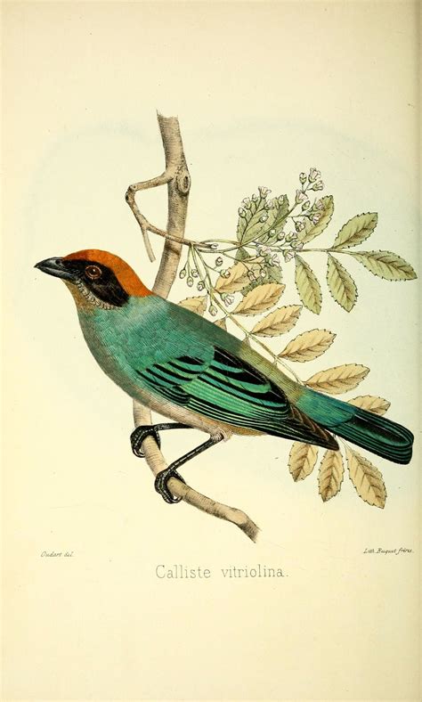 bird scientific illustration