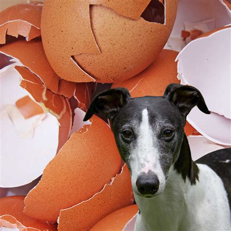 Image result for Egg Shells for Dogs