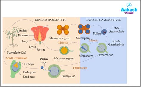 Angiosperms Meaning, Life Cycle & Classification | AESL