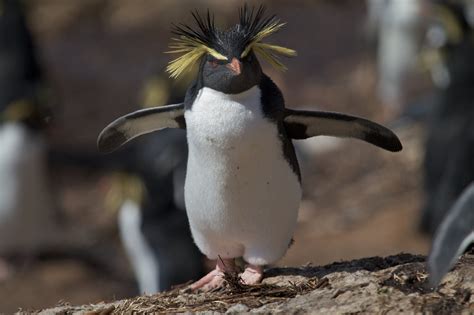 Northern rockhopper penguin – Australian Antarctic Program
