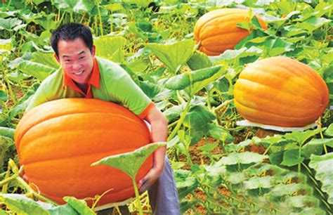 巨型南瓜的种植经验-临沂香树湾现代农业开发有限公司