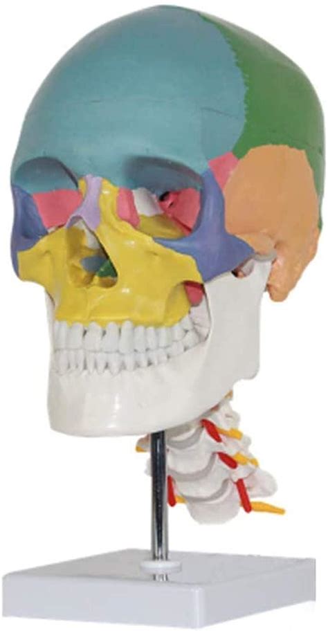 Study Model Educational Model Anatomy Colored Hskull Model With ...