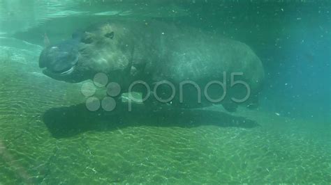 Hippos Underwater