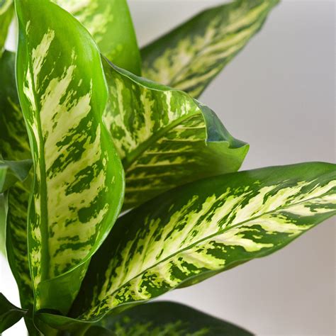 Dieffenbachia 'Tropic Snow' | Indoor Plant | Tropical Plant | Potted ...