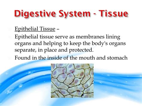 Image result for Digestive System Cells