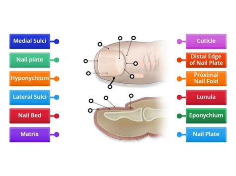 Image result for Front View of Toe