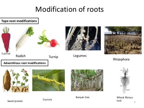 Image result for NEET Root Modification Questions