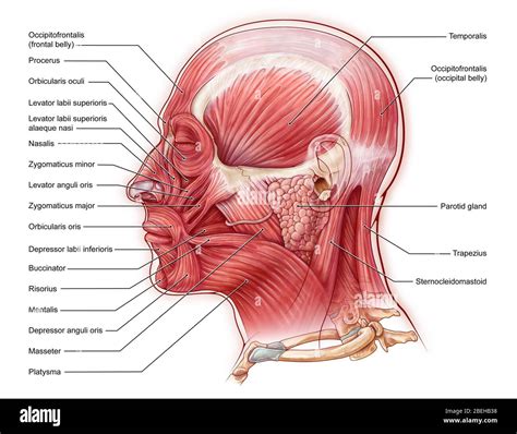 Facial Muscles, illustration Stock Photo - Alamy