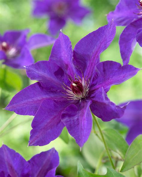 Clematis 'The President' bare roots — Buy climbing leather flowers ...