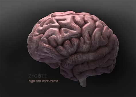Brain Model 的图像结果