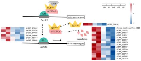 Transcriptome Sequencing Reveals the Mechanism of Auxin Regulation ...